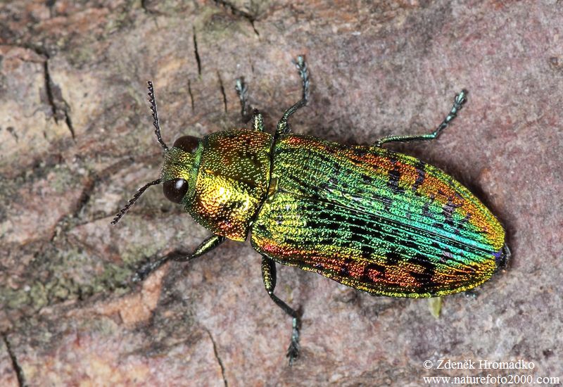 krasec lipový, Lamprodila rutilans, Buprestidae (Brouci, Coleoptera)